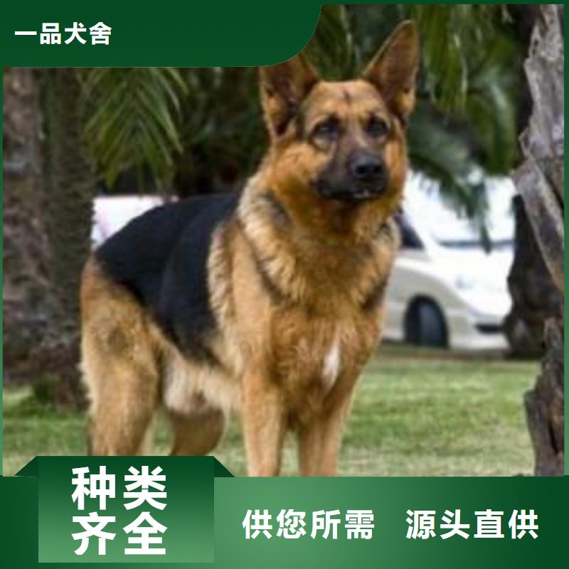 德国牧羊犬德牧犬当地货源