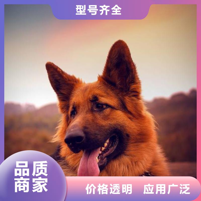 【德国牧羊犬杜宾犬工厂认证】