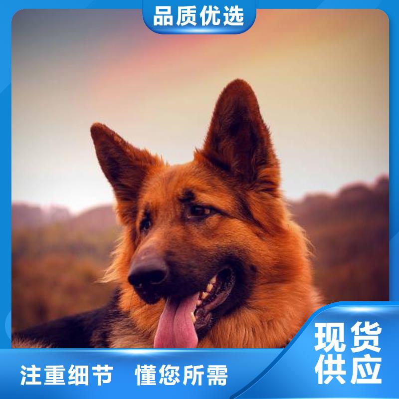 德国牧羊犬_比特犬货源足质量好