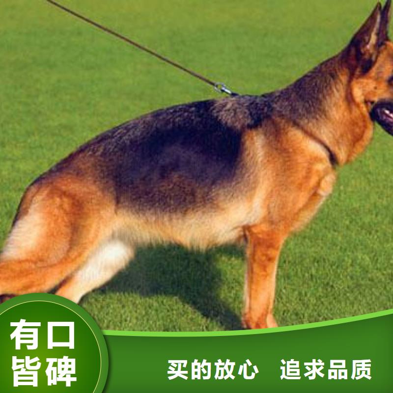 德国牧羊犬,【马犬】专注生产制造多年