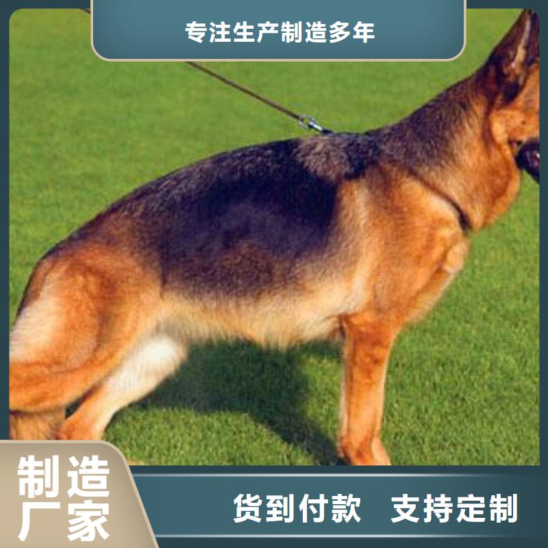 德国牧羊犬卡斯罗犬支持货到付清