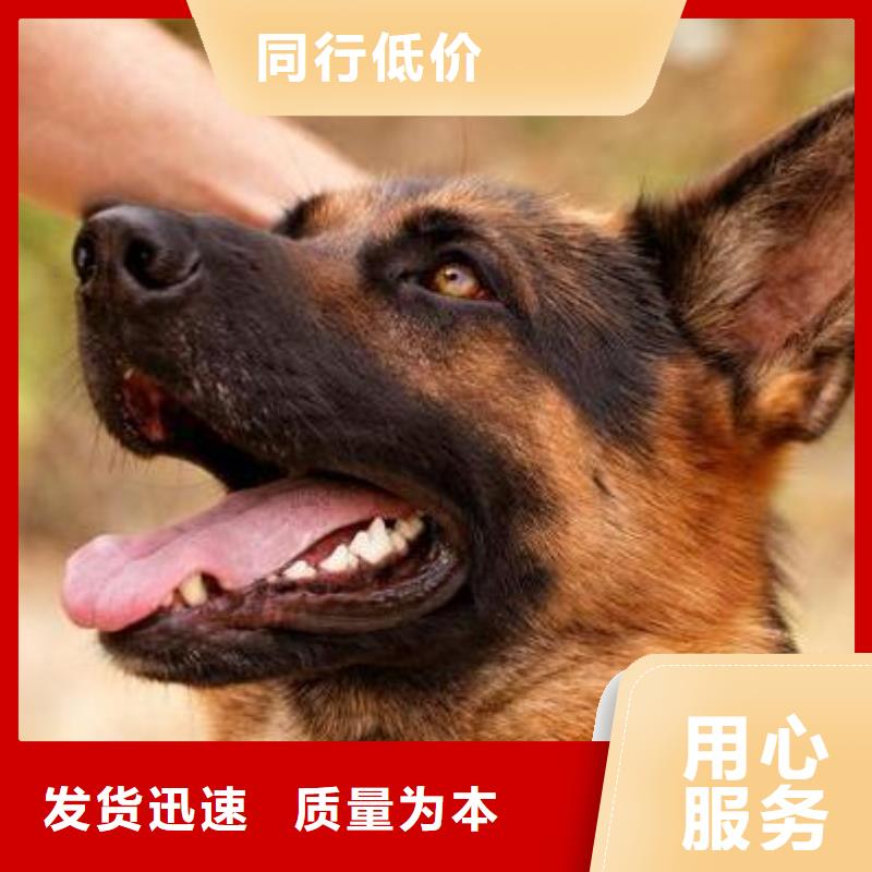 德国牧羊犬【高加索犬】品质保证