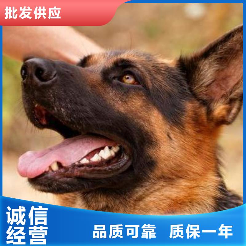 德国牧羊犬_拉布拉多犬免费获取报价