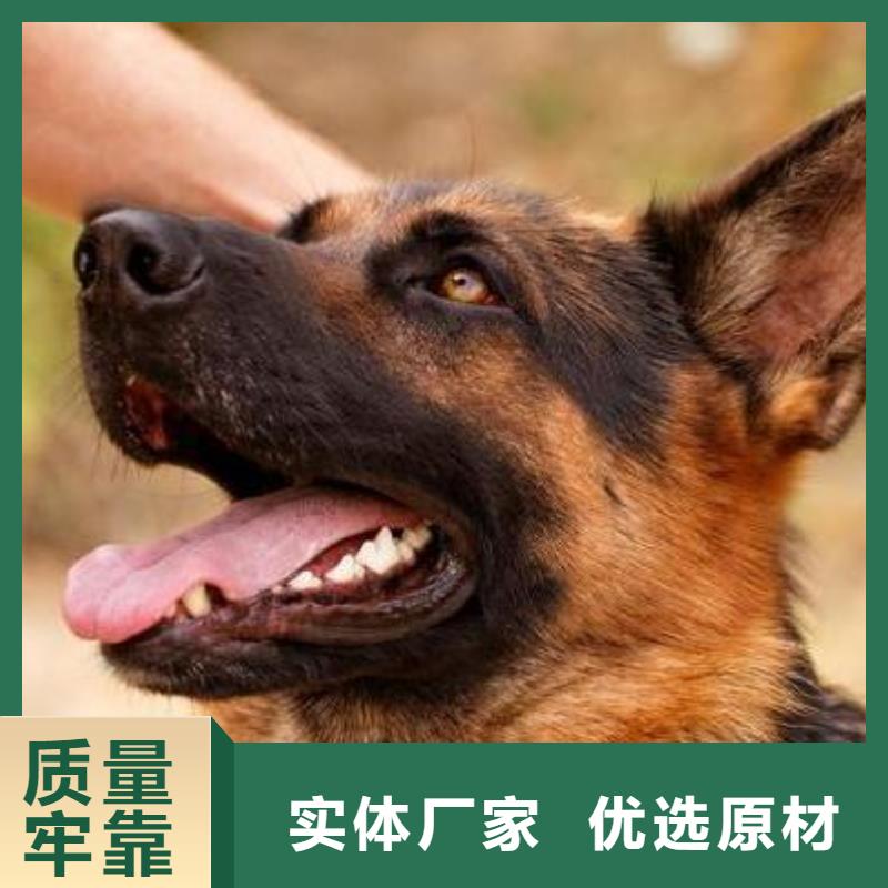 德国牧羊犬卡斯罗犬定制不额外收费