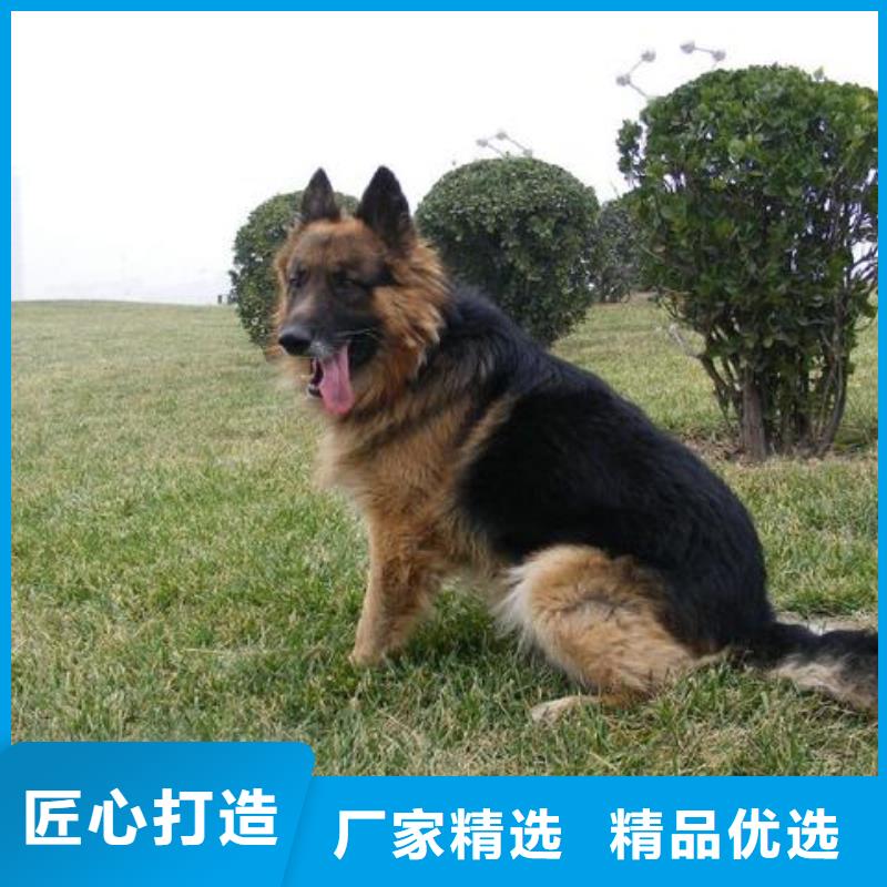 德国牧羊犬-杜宾犬一手货源源头厂家