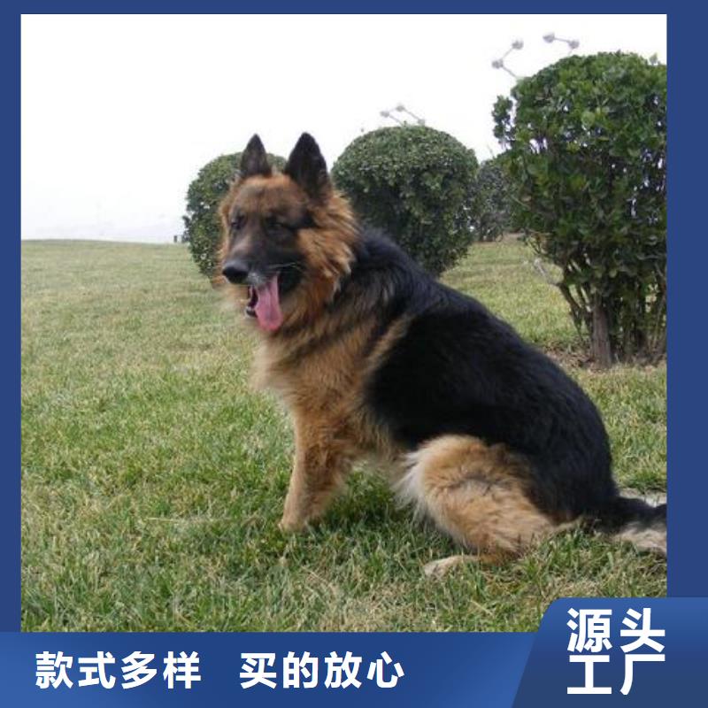 【德国牧羊犬,比特犬支持定制】