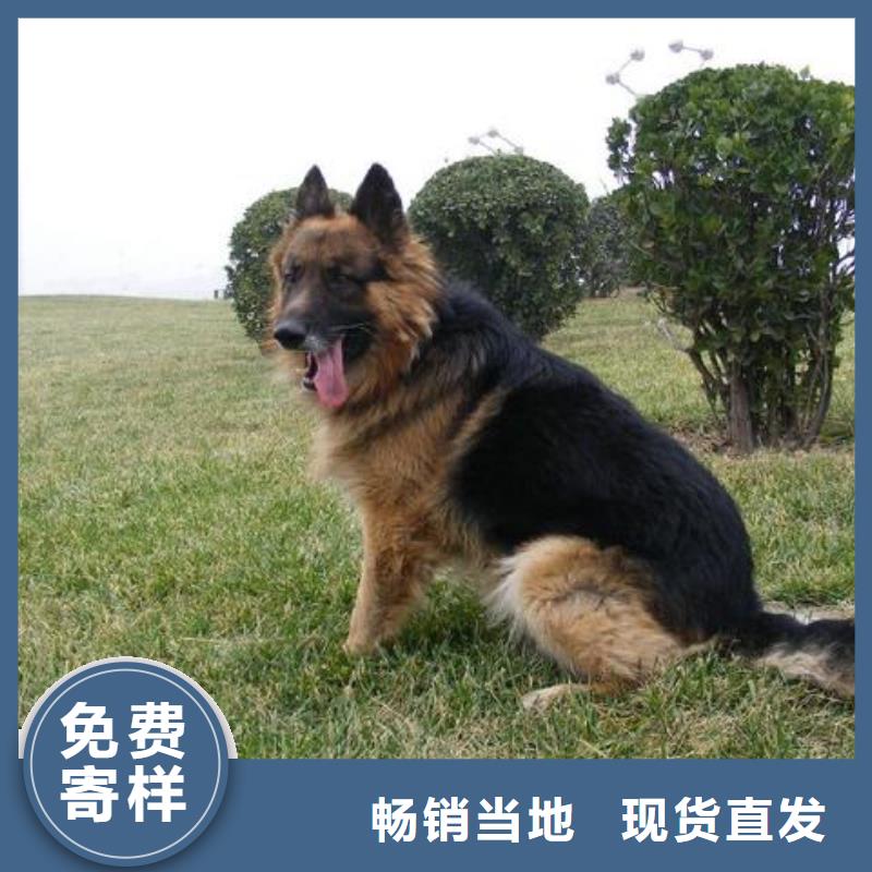 德国牧羊犬德牧犬质量优选