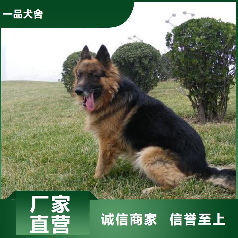 德国牧羊犬德牧犬厂家现货供应