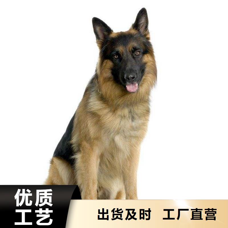 德国牧羊犬黑狼质量优价格低