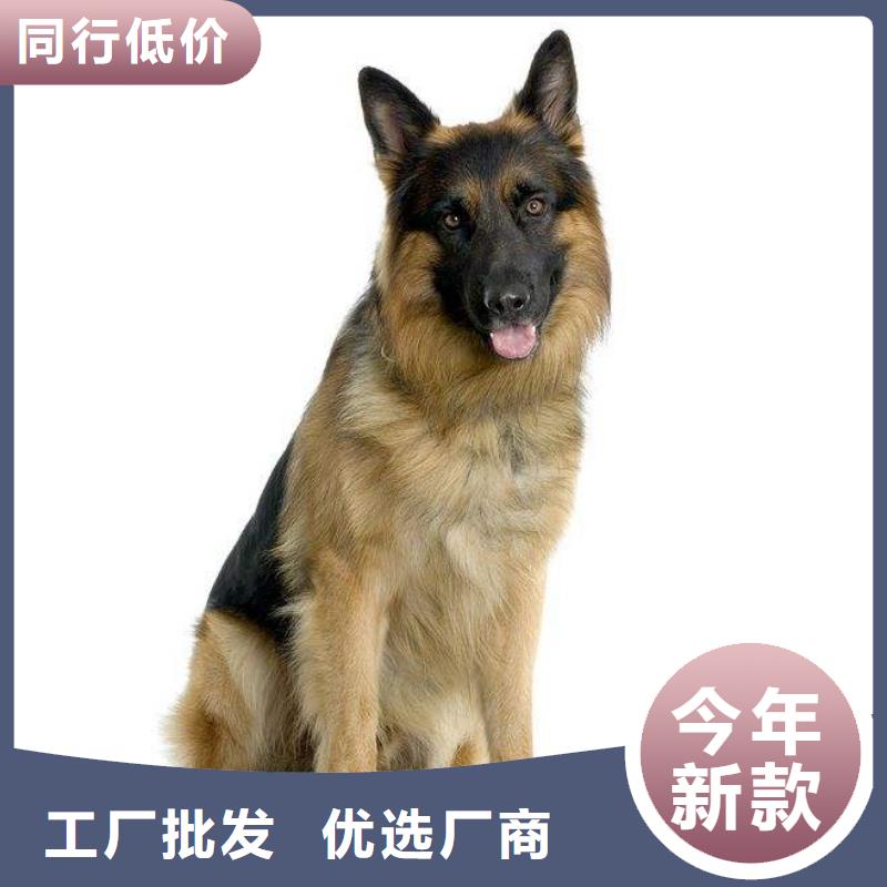 德国牧羊犬,德牧犬贴心服务