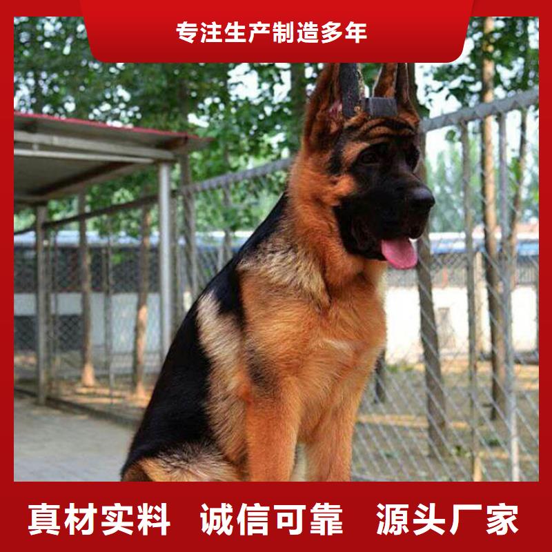 德国牧羊犬-杜宾犬多年行业经验