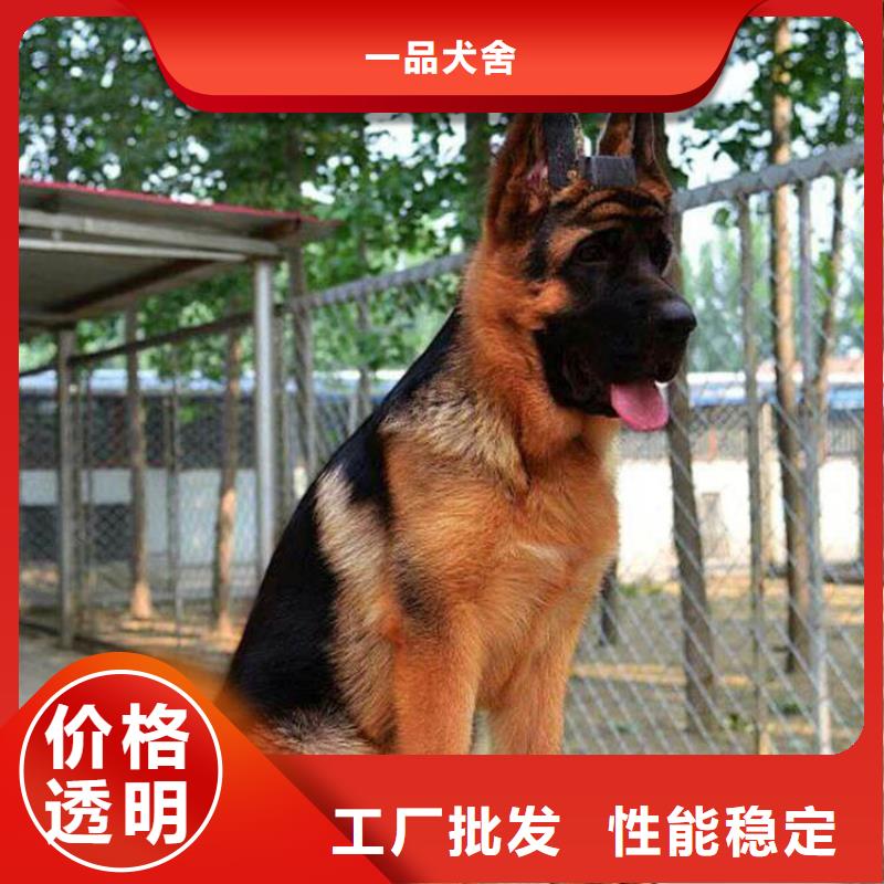 【德国牧羊犬】,德牧犬厂家直销安全放心