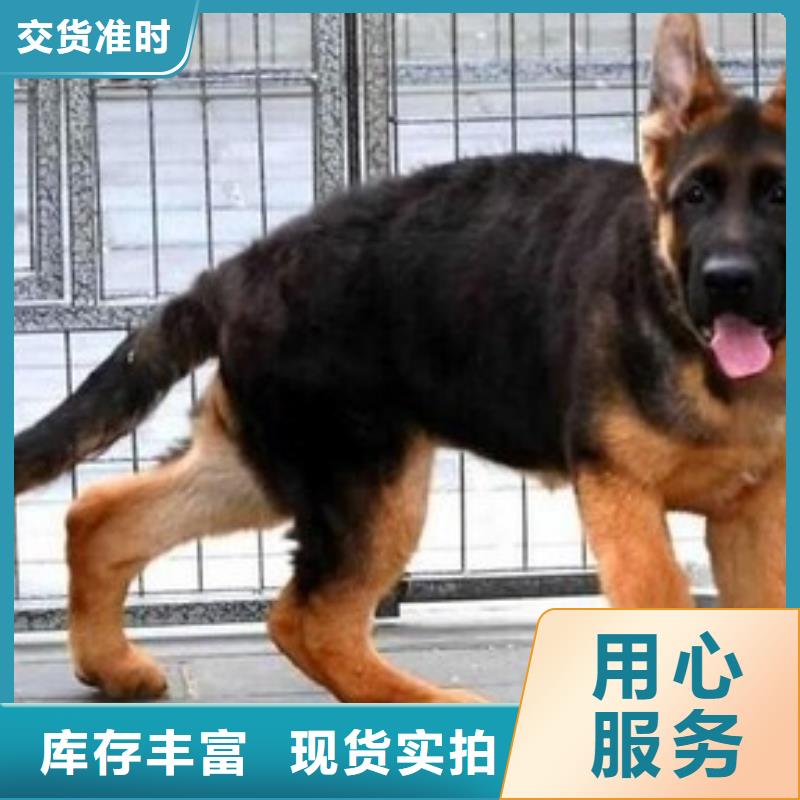 德国牧羊犬_罗威纳犬价格地道