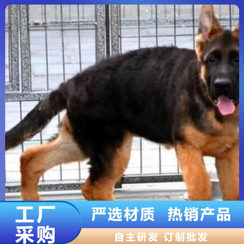 【德国牧羊犬_杜高犬量大从优】