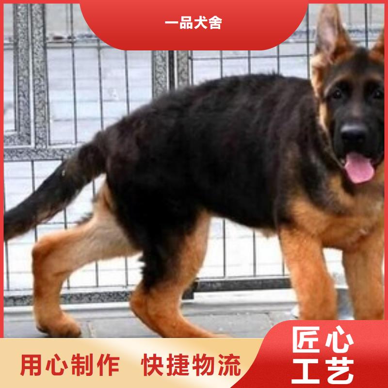 德国牧羊犬【杜宾犬】厂家现货批发