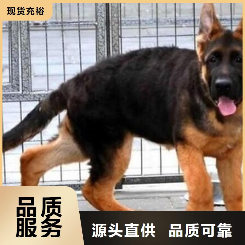 德国牧羊犬_德牧犬品质服务