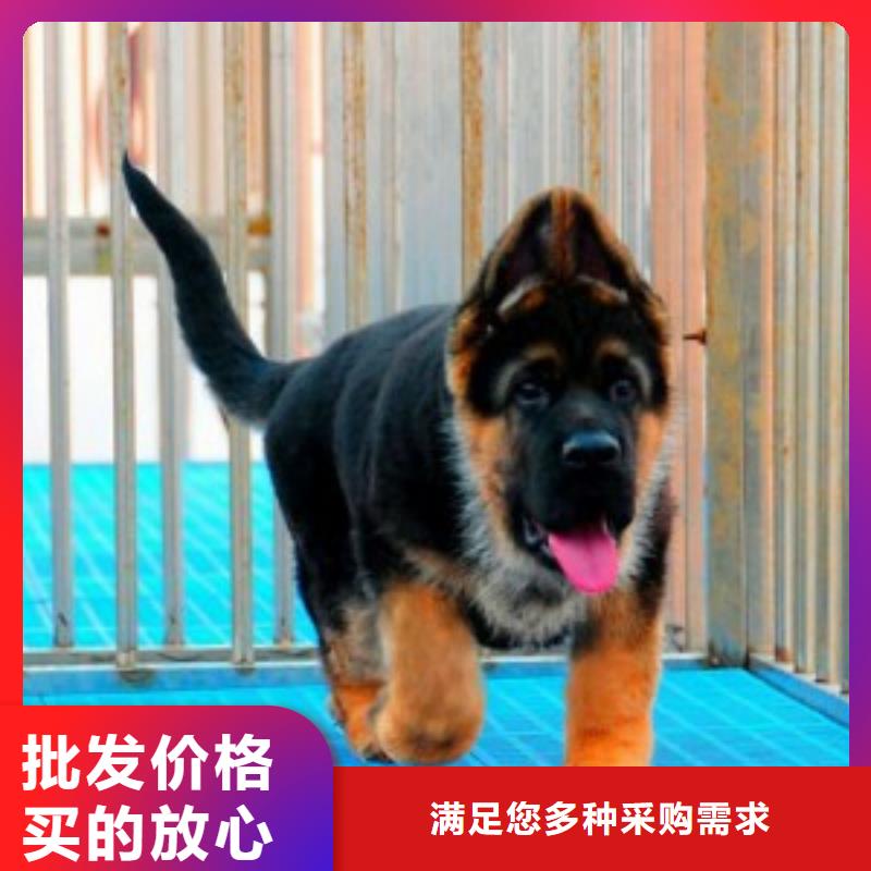 德国牧羊犬杜宾犬源厂直销