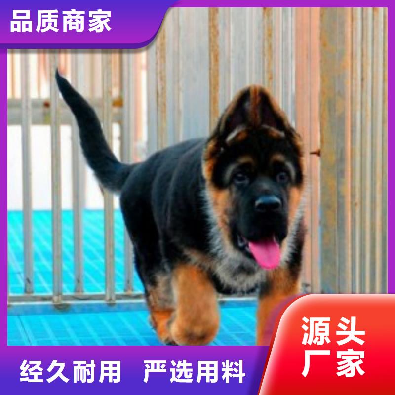 【德国牧羊犬】,德牧犬厂家直销安全放心