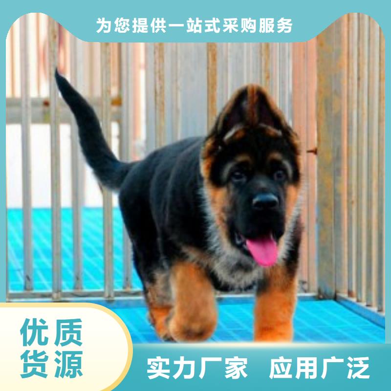 德国牧羊犬,马犬产地直供