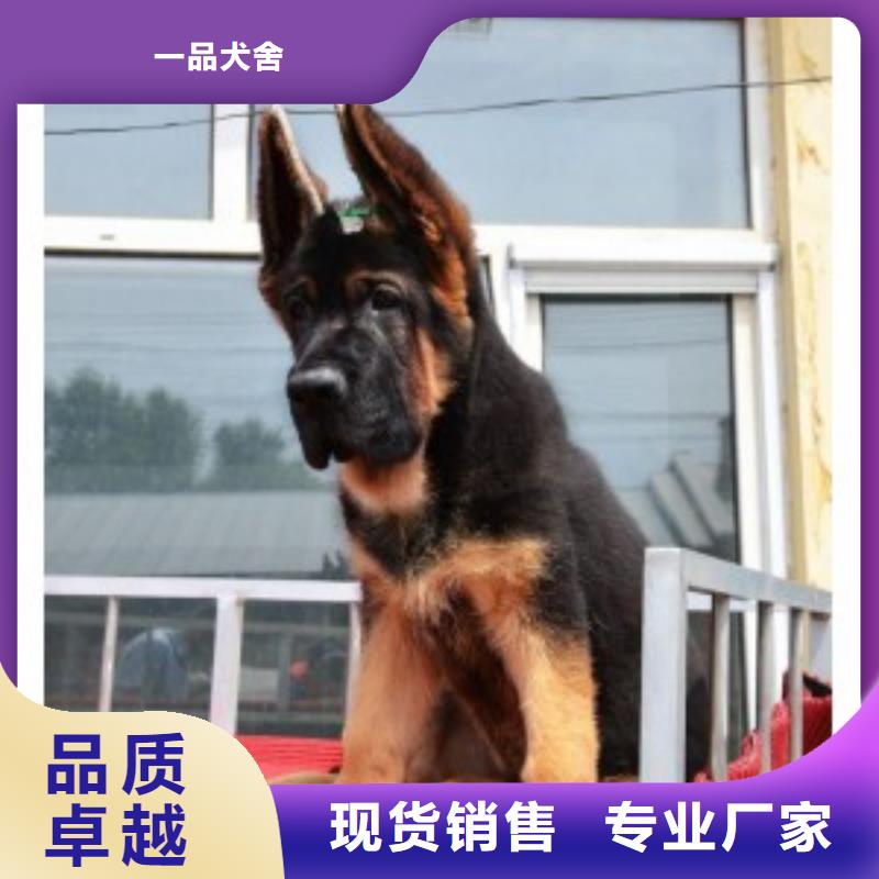 德国牧羊犬,德牧犬贴心服务