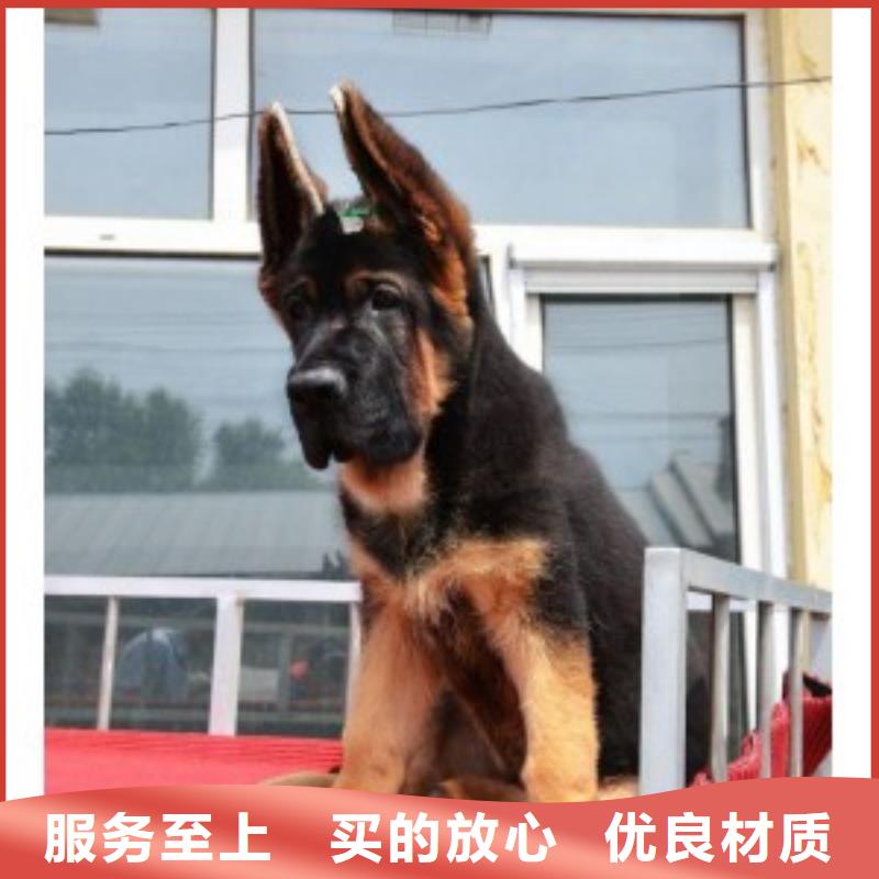 德国牧羊犬_拉布拉多犬免费获取报价