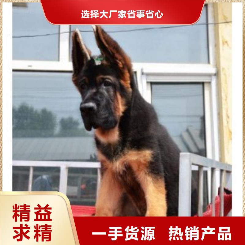 【德国牧羊犬_杜高犬量大从优】