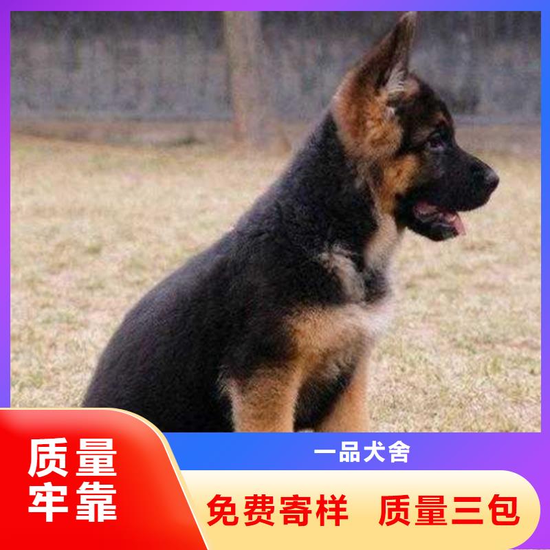 德国牧羊犬-杜宾犬多年行业经验