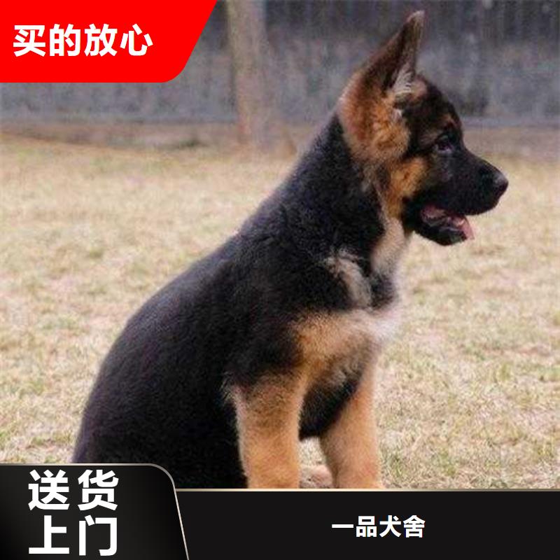 【德国牧羊犬】,德牧犬厂家直销安全放心