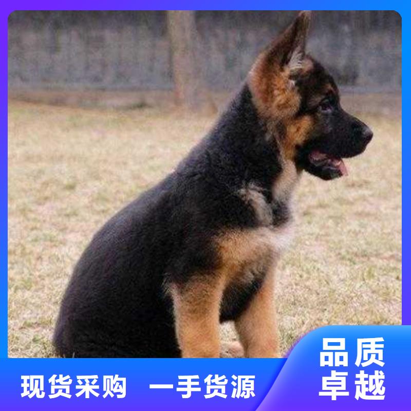 德国牧羊犬_拉布拉多犬免费获取报价