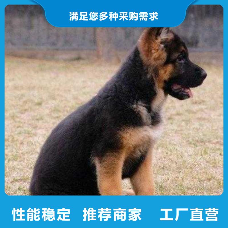 【德国牧羊犬】_罗威纳犬做工精细