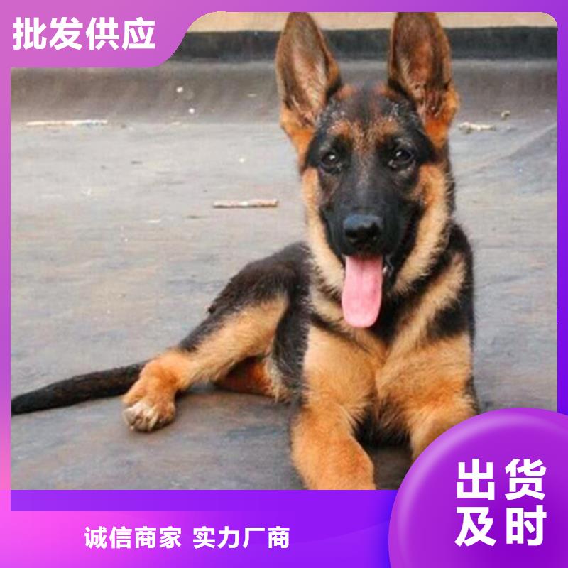 【德国牧羊犬】,德牧犬厂家直销安全放心