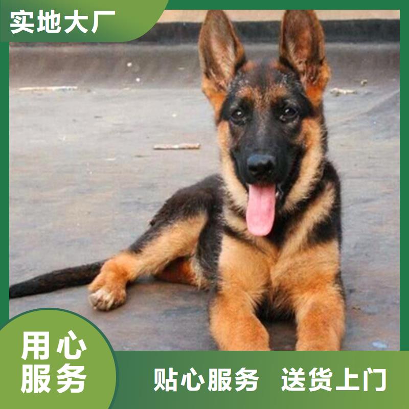 德国牧羊犬-高加索犬品牌大厂家