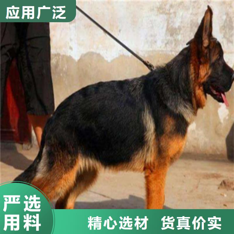 德国牧羊犬杜宾犬严选好货