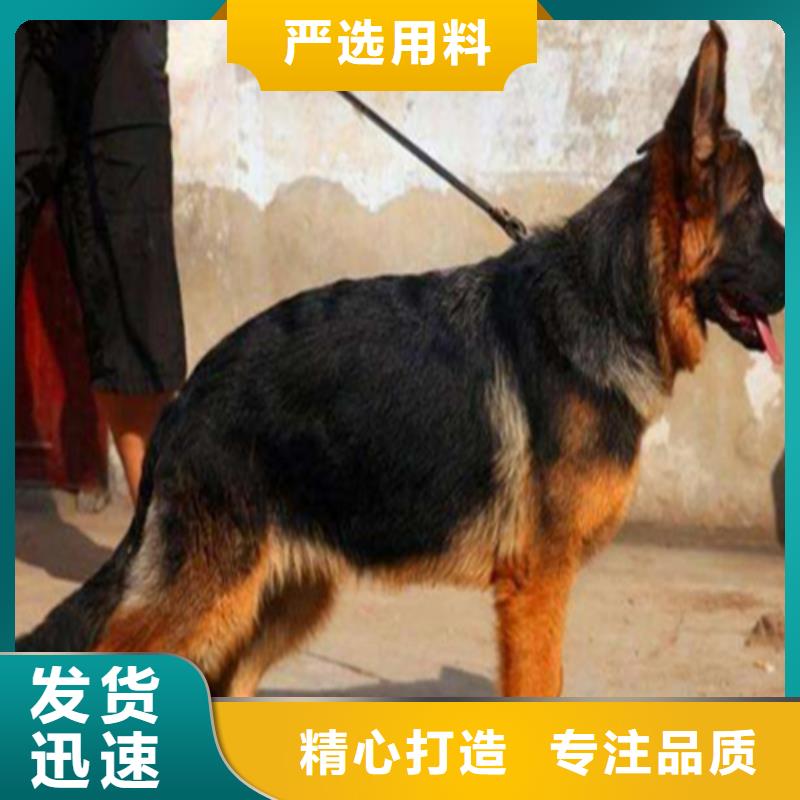 德国牧羊犬马犬用心服务