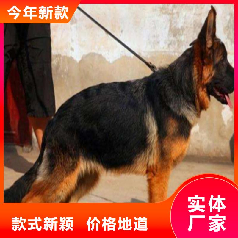 德国牧羊犬,德牧犬贴心服务