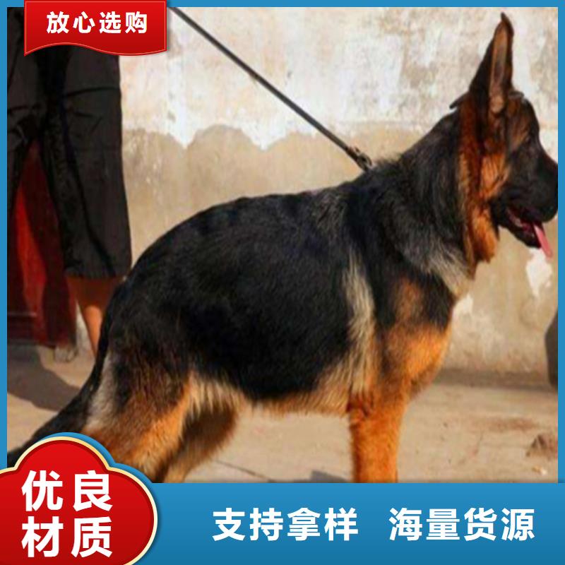 德国牧羊犬,德牧犬真材实料诚信经营