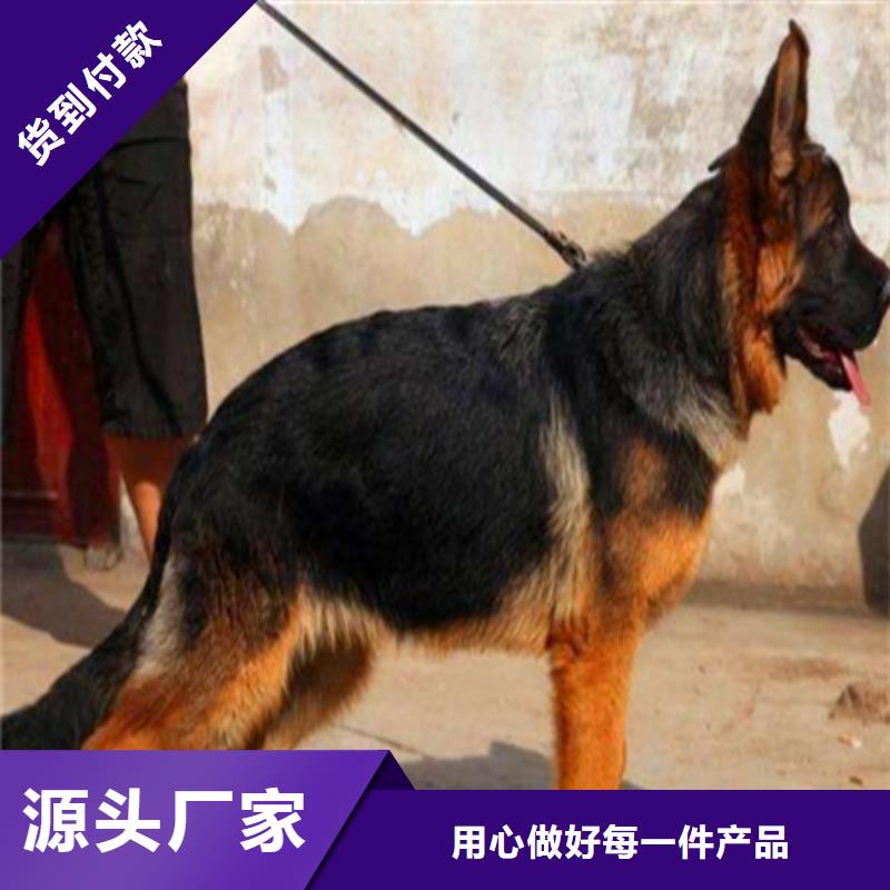 德国牧羊犬杜宾犬放心得选择