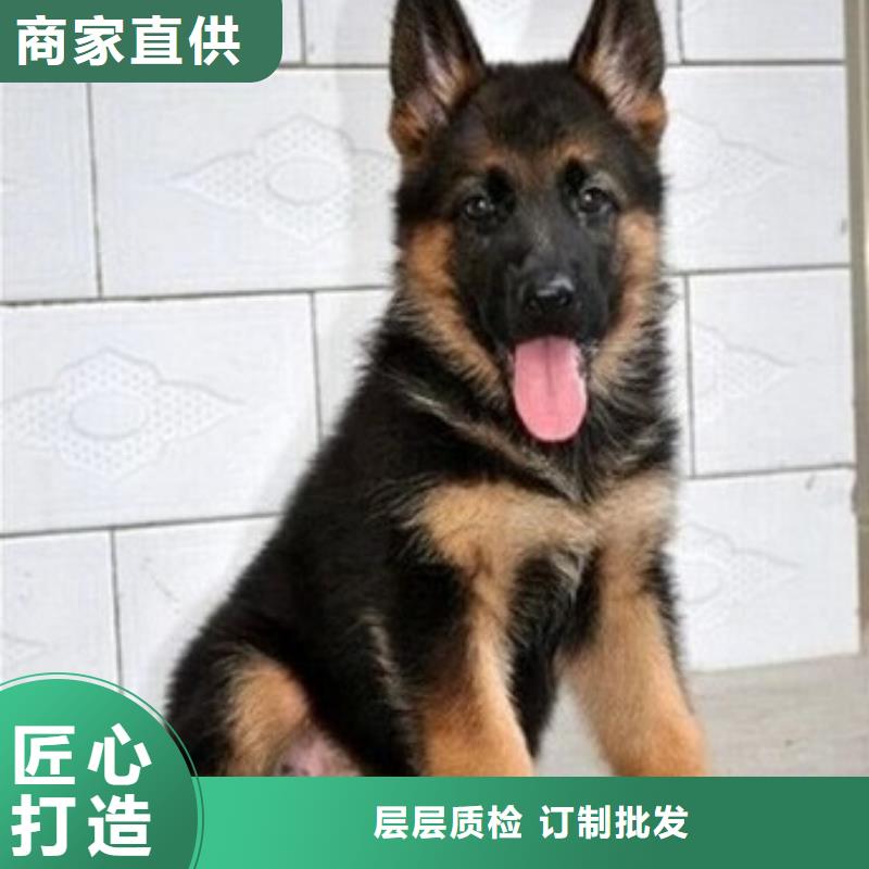 【德国牧羊犬】,德牧犬厂家直销安全放心