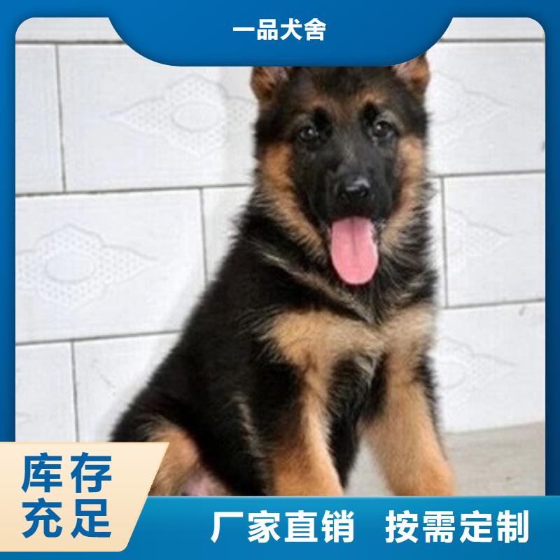 德国牧羊犬_杜宾犬用品质说话