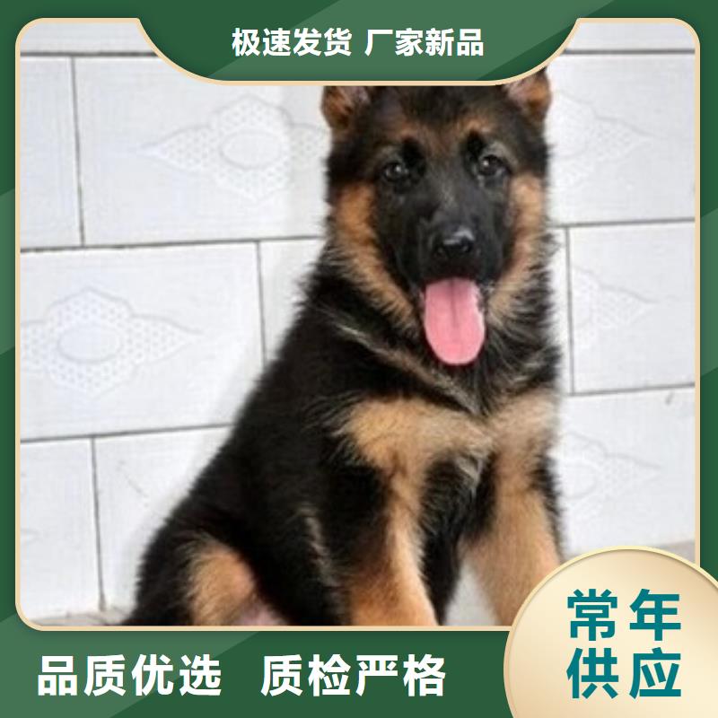 德国牧羊犬马犬来图加工定制