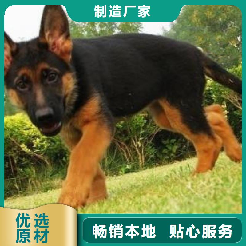 德国牧羊犬【拉布拉多犬】畅销当地