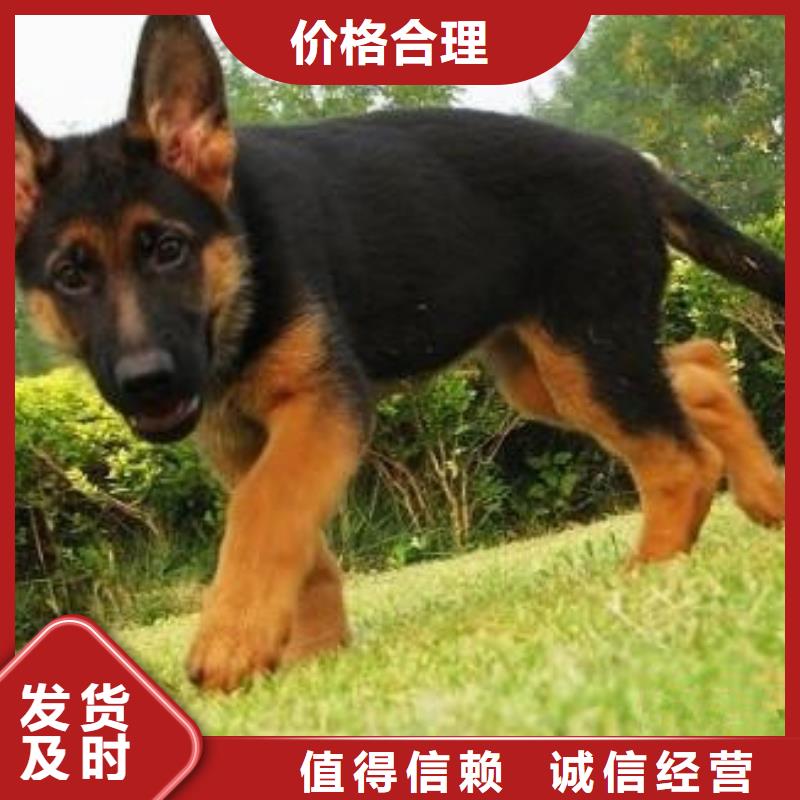 德国牧羊犬【马犬】精益求精