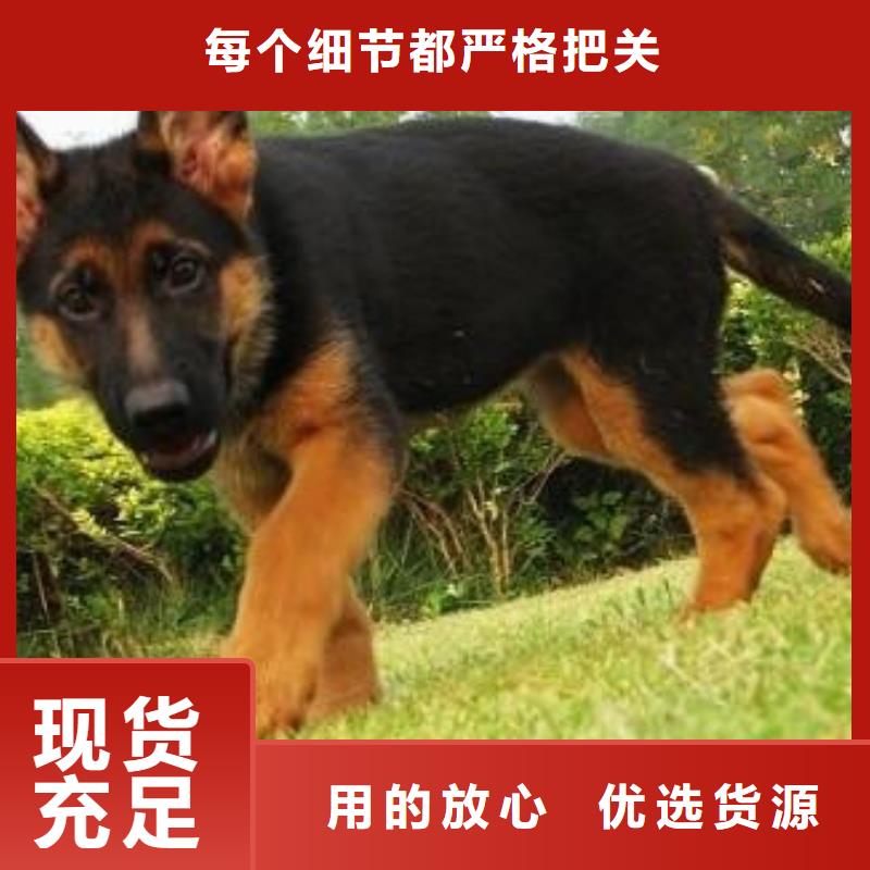 德国牧羊犬-拉布拉多犬选择我们选择放心