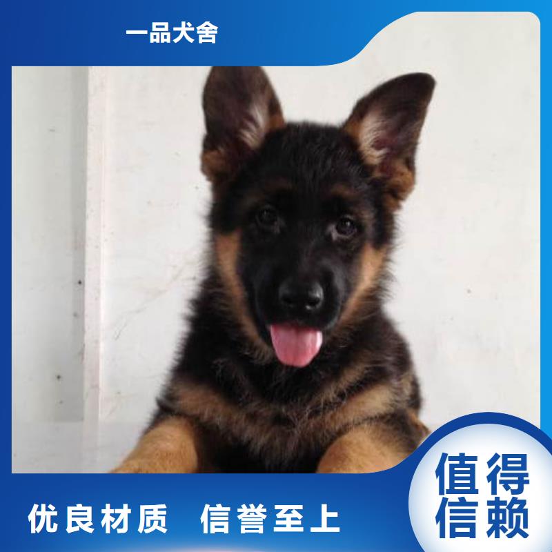 德国牧羊犬_德牧犬我们更专业