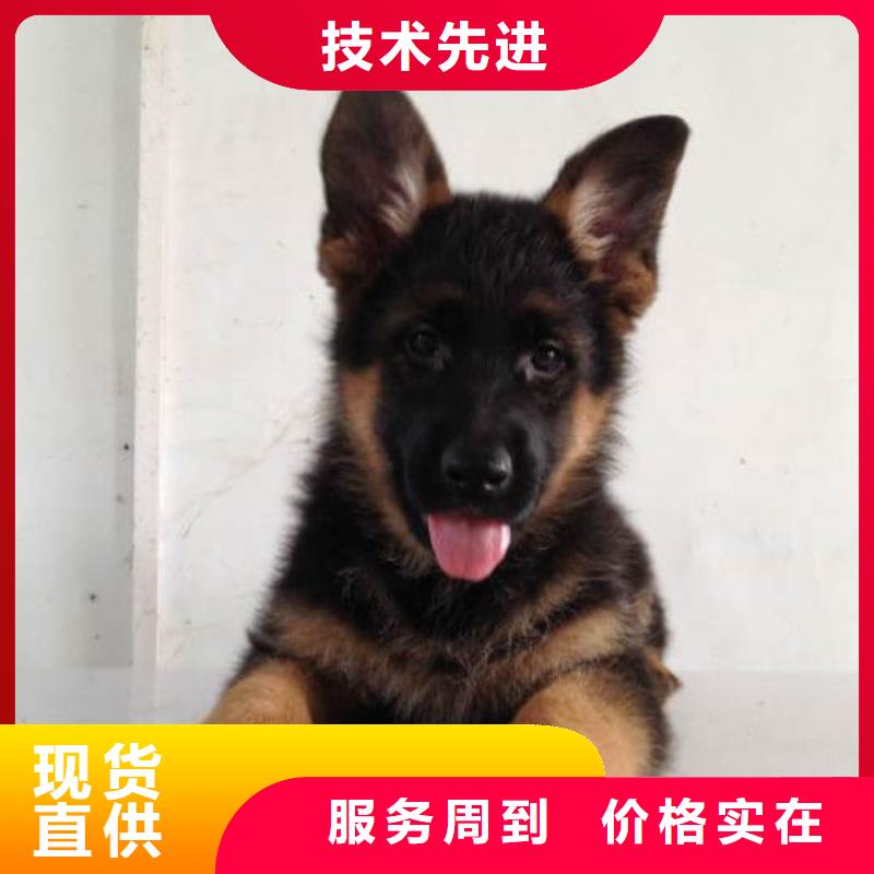 德国牧羊犬_比特犬货源足质量好