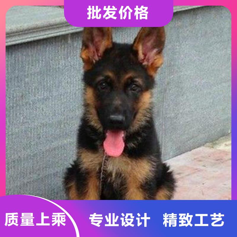 德国牧羊犬,【马犬】专注生产制造多年