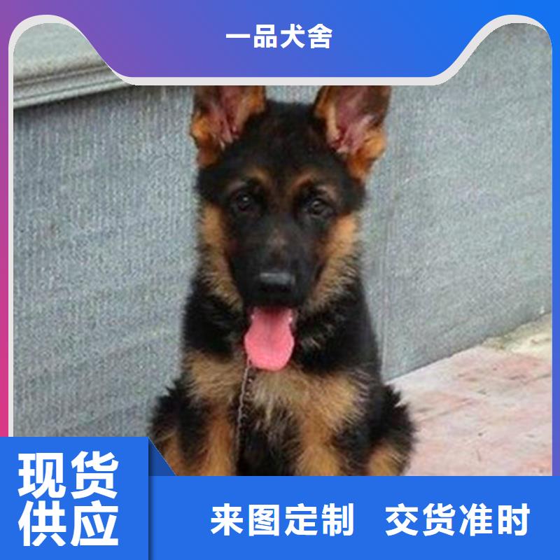 德国牧羊犬卡斯罗犬定制不额外收费