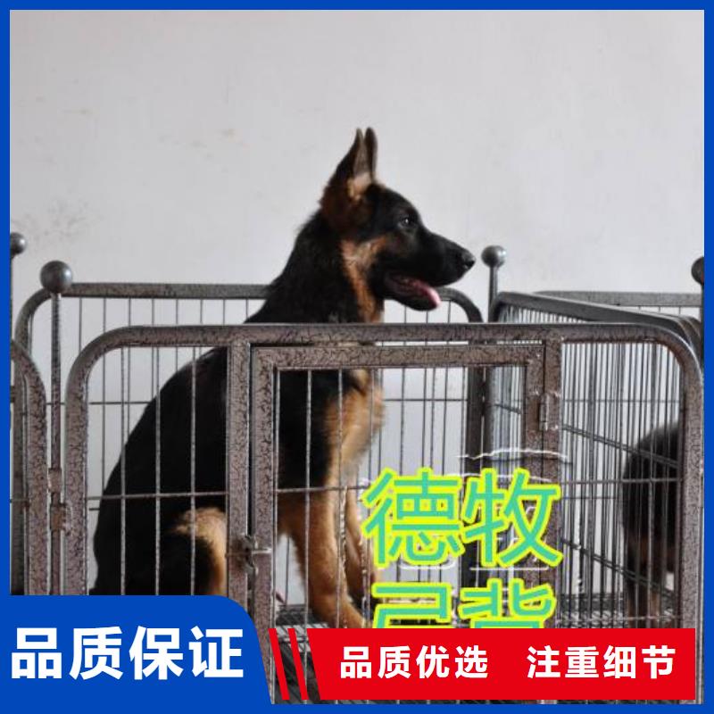 德国牧羊犬德牧犬当地货源