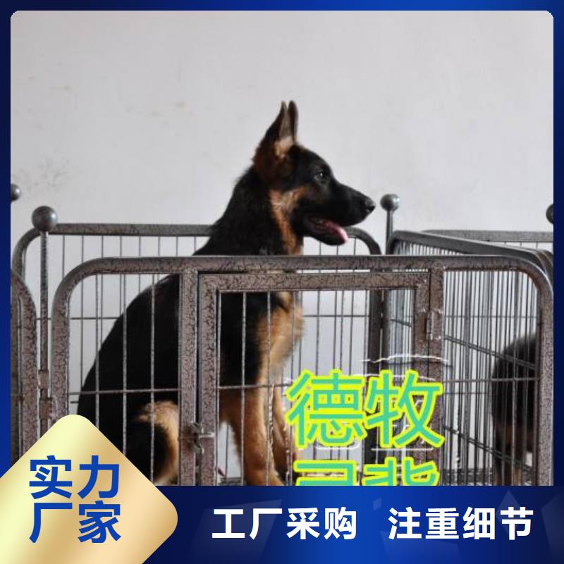 德国牧羊犬马犬品质服务