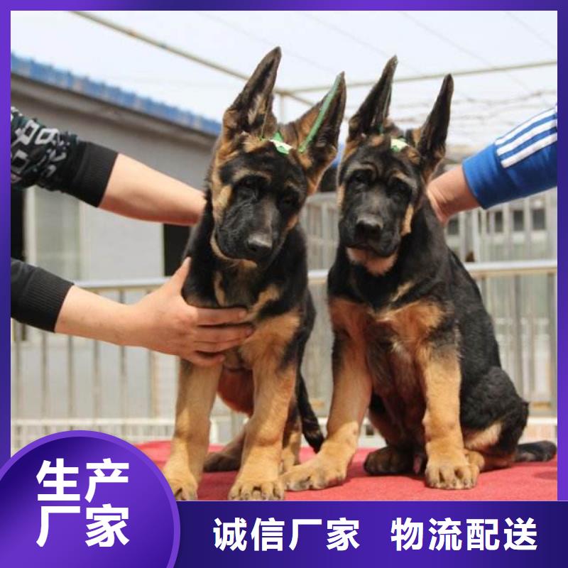 德国牧羊犬卡斯罗犬支持货到付清